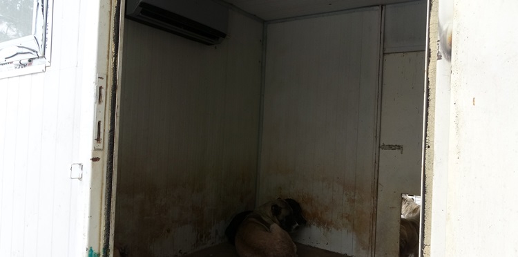 Sokak Hayvanları İçin Klimalı Misafirhane