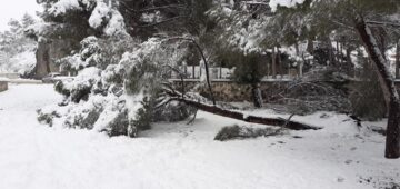 Kar Yağışına Dayanamayan Ağaç Devrildi