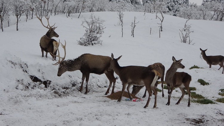 Yaban Hayvanlarına Yem Bırakıldı
