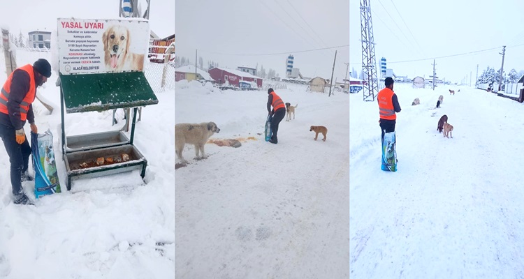 Alaca Belediyesi Sokak hayvanlarını Unutmadı