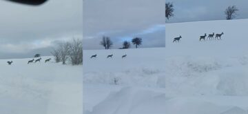 Aç Kalan Karacalar Yol Kenarına İndi