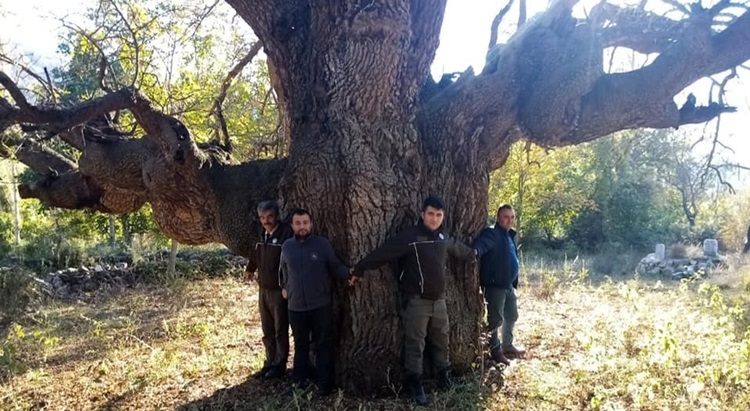 10 Asırlık Ağaç Koruma Altına Alınacak