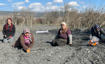 Kargı’da Taşköprü Sarımsağı Ekildi