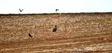 En Çok Çorum’da Görülüyorlar