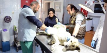 Belediye, Sahipsiz Hayvanları Kısırlaştırıyor