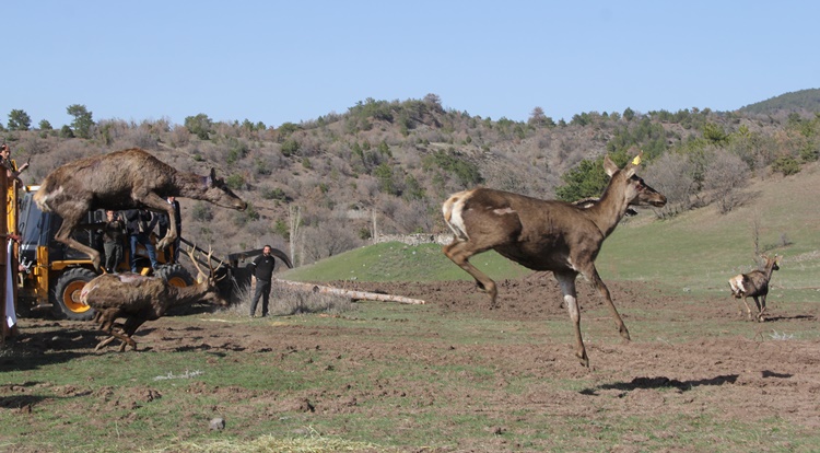 Çorum’da 5 Kızıl Geyik Doğaya Salındı