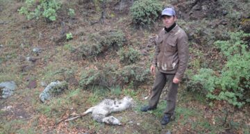 Aç Kurtlar 24 Küçükbaş Hayvanı Telef Etti