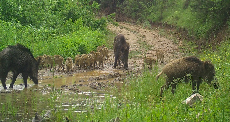 Vahşi Yaşamın Sırları Fotokapana Yakalandı