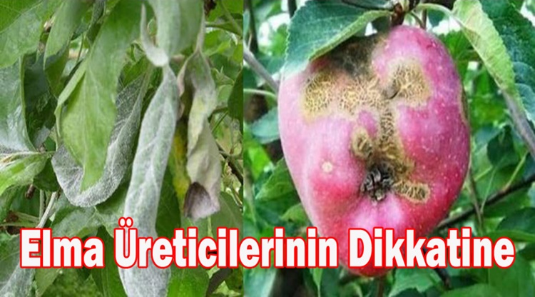 Çiftçilere “Karalekeye” Karşı İlaçlama Uyarısı!