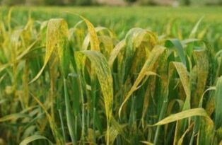 Hububat Üreticilerine Hastalık Uyarısı!