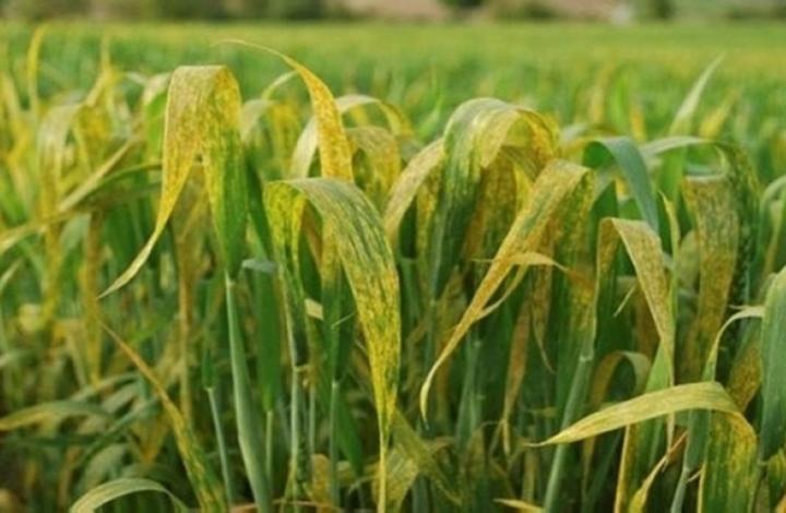 Hububat Üreticilerine Hastalık Uyarısı!
