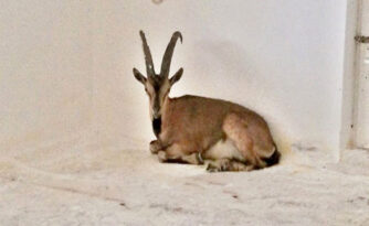 Samsun’da Yakalandı, Çorum’a Getirildi