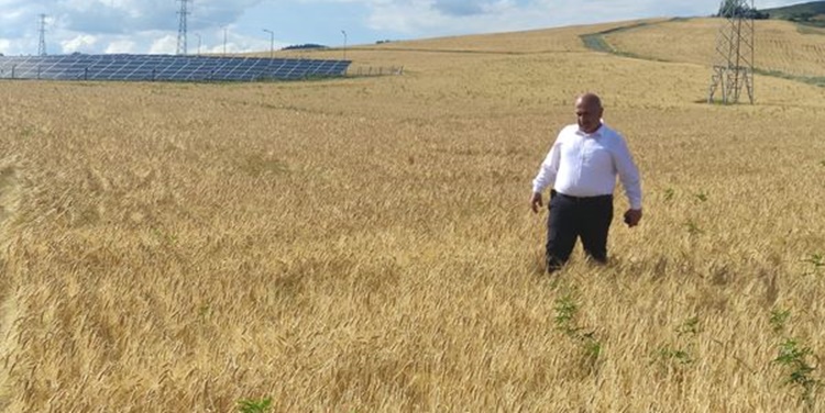 Bayat Belediyesi’nin Ektiği Arpalar Hasada Hazır!