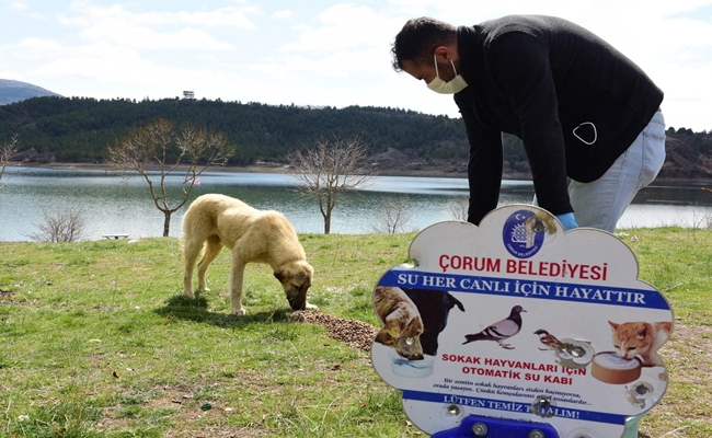 Veteriner İşleri 7/24 Hizmette!