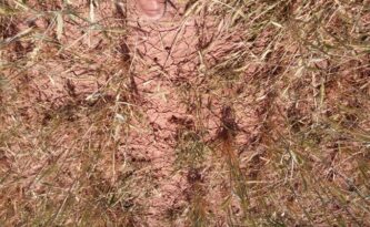 Ekili Arazileri Dolu Vurdu