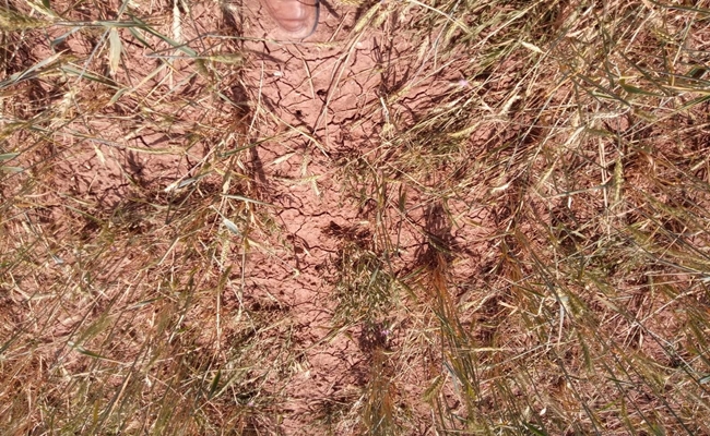 Ekili Arazileri Dolu Vurdu