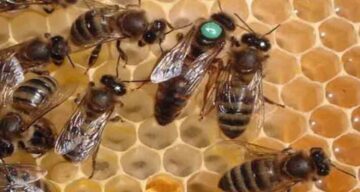 Üreticilere 1000 Adet Ana Arı Verilecek