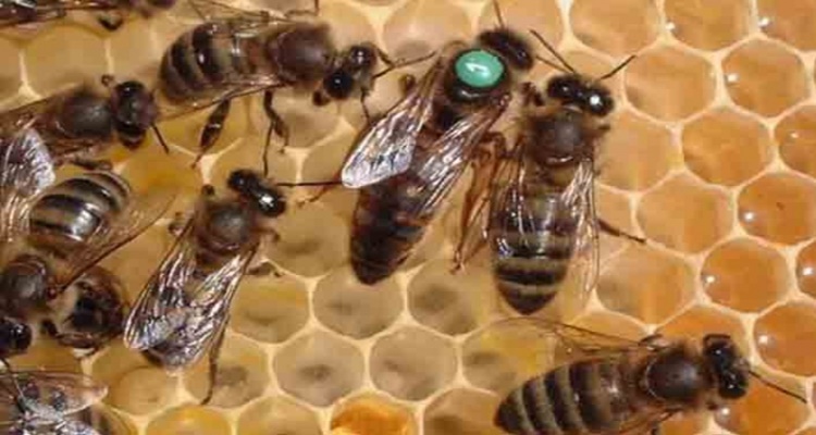 Üreticilere 1000 Adet Ana Arı Verilecek