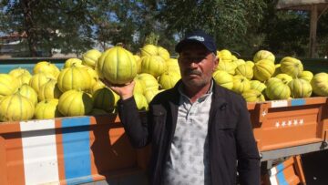 Sungurlu’nun Meşhur “10 Dilim” Kavunu Satışa Çıktı