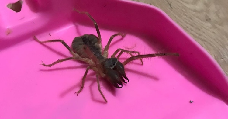 Çorum’da ‘Sarıkız’ Örümceği Görüldü