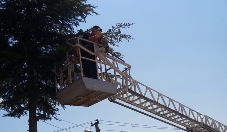 Çıktığı Ağaçtan İnemeyen Kediyi İtfaiye Kurtardı