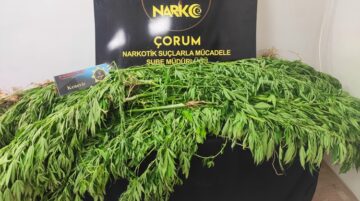 Çorum’da Seraya Kenevir Operasyonu