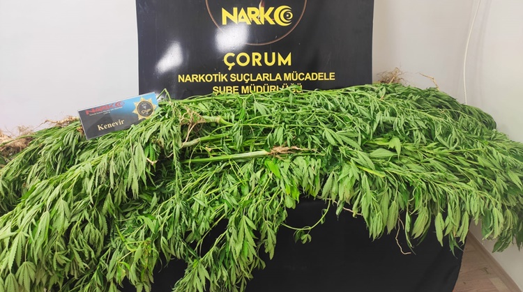 Çorum’da Seraya Kenevir Operasyonu