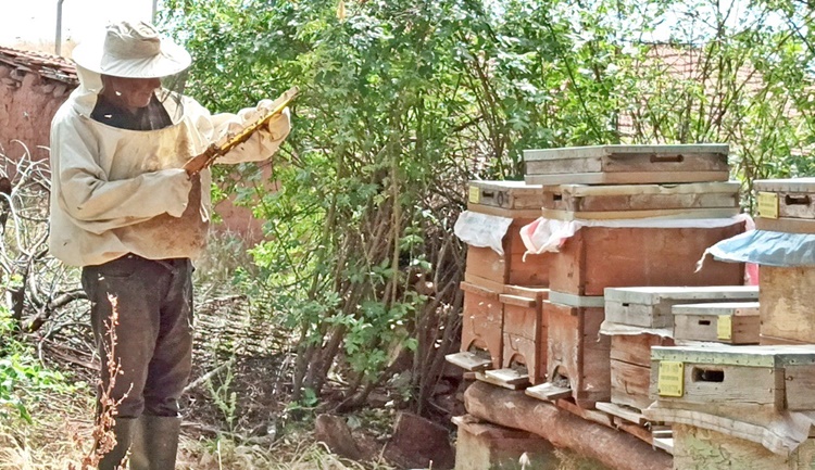 ‘Toprak Dede’ Sungurlu’da Kapari Balı Üretiyor