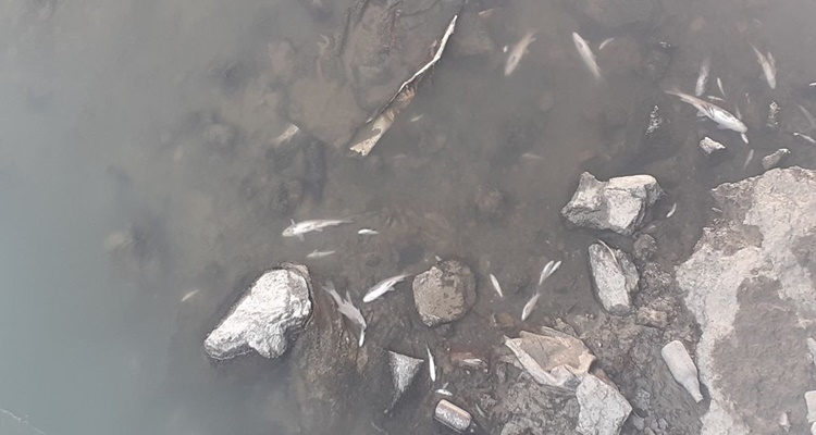 Su Seviyesi Düşen Kanalda Onlarca Balık Öldü