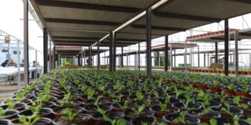 Belediye, 45 Bin Kış Çiçeğini Toprakla Buluşturuyor