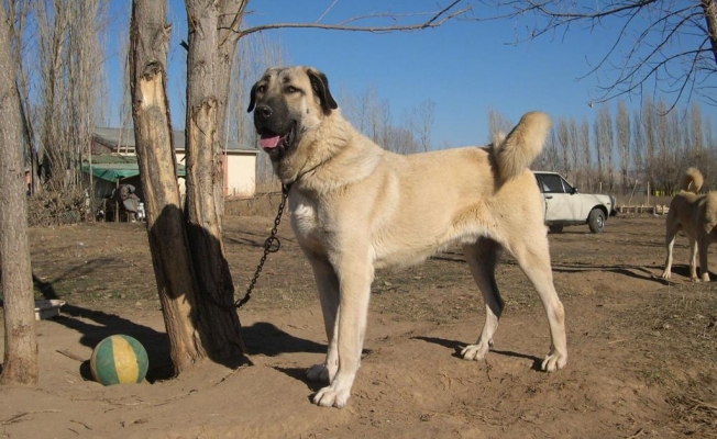 Çoban Köpeği Irkları Podyuma Çıkıyor