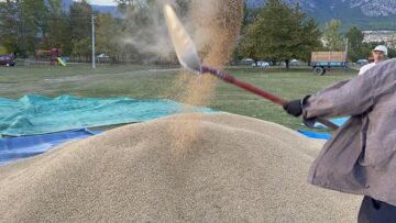 Kargı’da Çeltik Hasadı Başladı