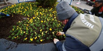 Çorum’da Lale, Sümbül ve Menekşe Toprakla Buluşuyor
