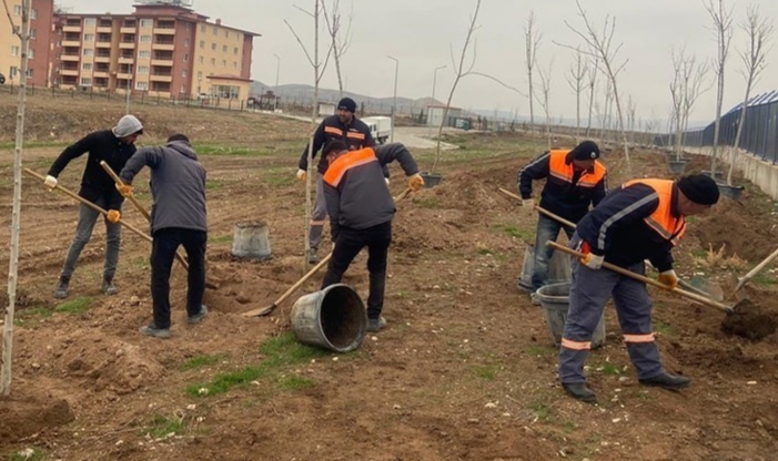 Sungurlu’da 500 Ağaç Toprakla Buluştu