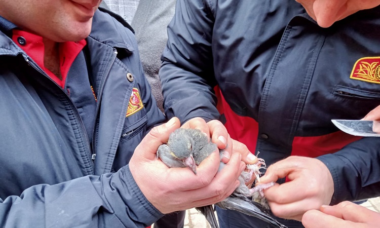 Tedavi Edilen Baykuş ve Güvercin Doğaya Bırakıldı