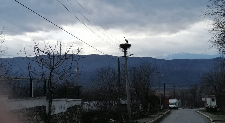 “Baharın Müjdecisi” Leylekler Çorum’a Gelmeye Başladı