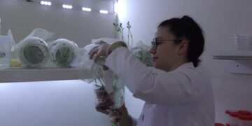 Belediye, Yaprak Bitiyle Biyolojik Mücadeleye Hazırlanıyor