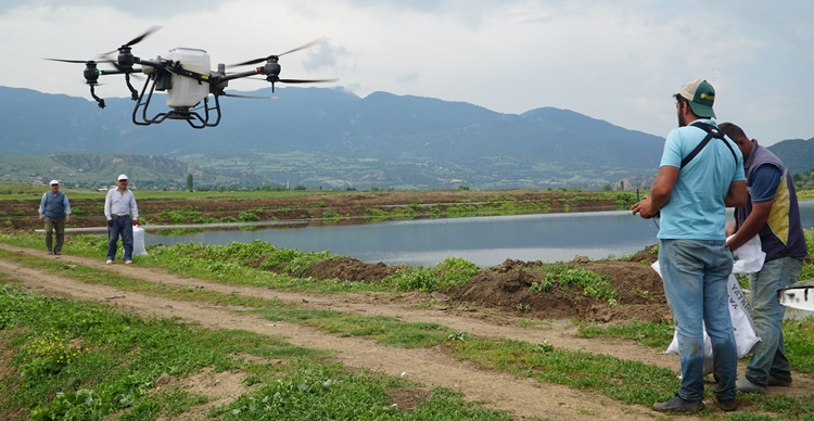 Osmancıklı Çiftçiler Dron İle Çeltik Ekiyor