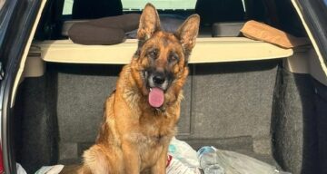 Köpek Çalan 2 Kişi Tutuklandı