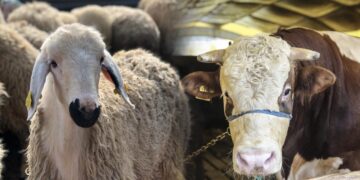 Çorum Belediyesi’nde Online Kurban Bağışı