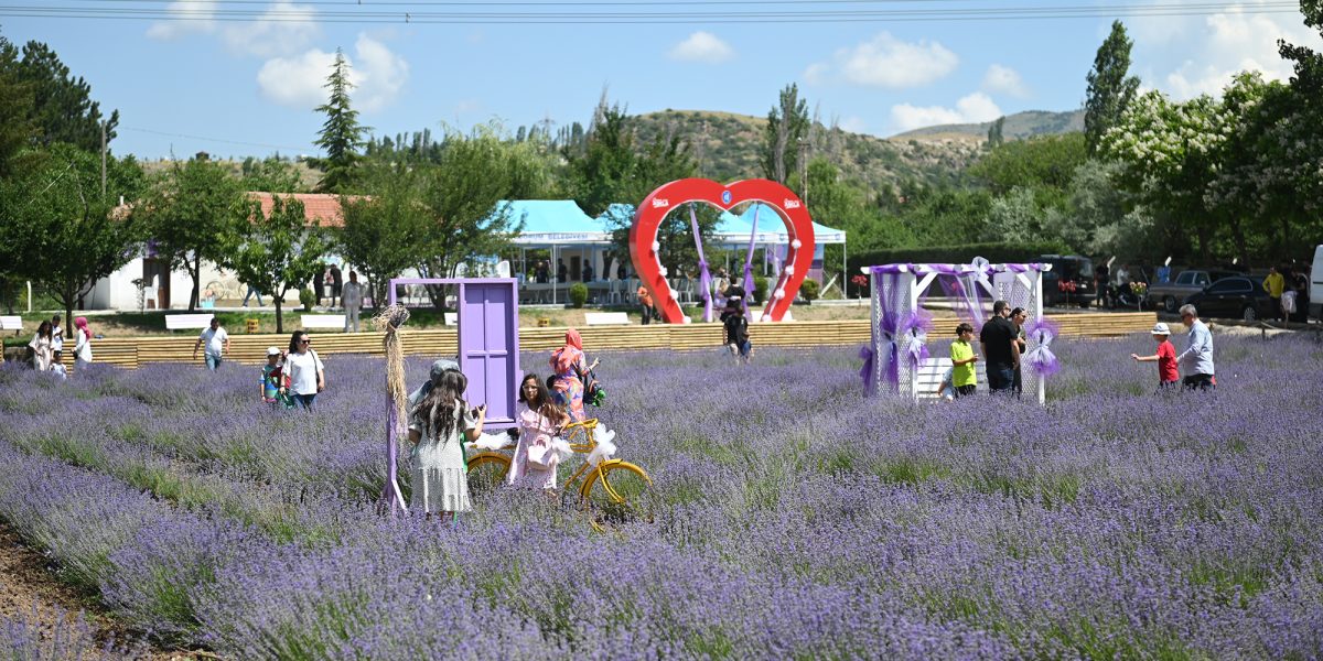 Haftasonu Lavanta Bahçesi’ne