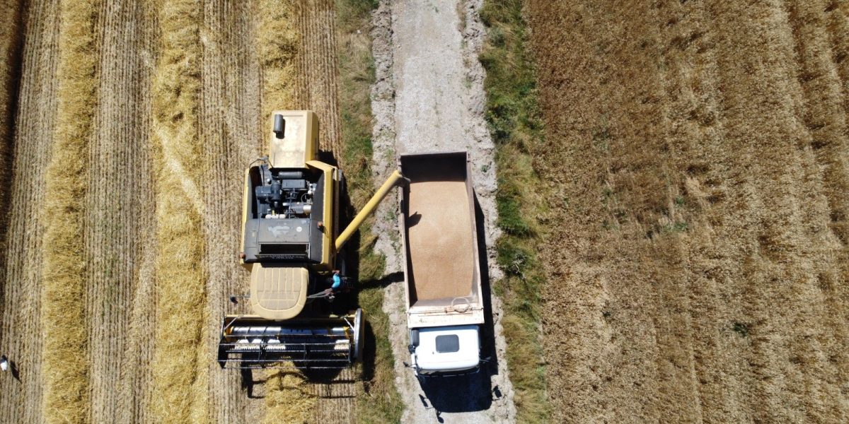 Buğdaylar Biçildi, Un Olup İhtiyaç Sahiplerine Dağıtılacak