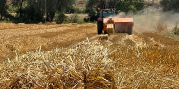 Samanlar, Hayvanlara Yem Olacak