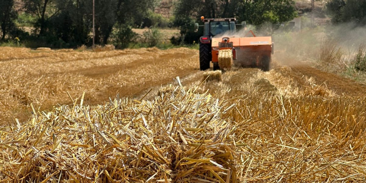 Samanlar, Hayvanlara Yem Olacak