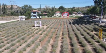Lavanta Bahçesinde İlk Hasat