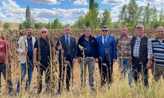 Ayçiçek Fiyatı Memnun Etmedi