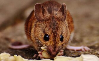 Çorum’da Fare Popülasyonunda Patlama