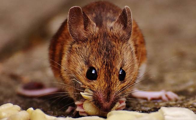 Çorum’da Fare Popülasyonunda Patlama
