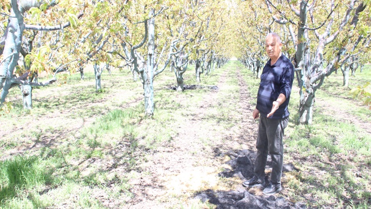 “Bu Sene Meyve Yiyemeyeceğiz”