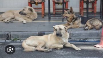 Çorum’da Yine Köpek Saldırısı!